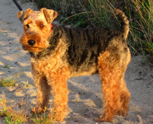 Welsh Terrier Pictures